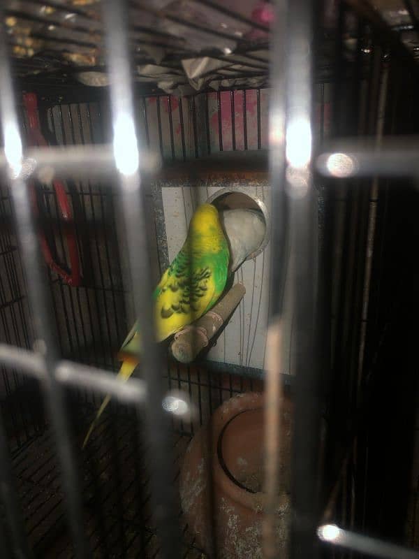 Australian parrots for sale 2