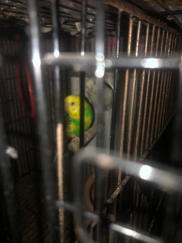 Australian parrots for sale 3