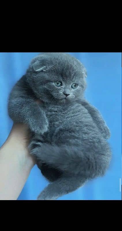 Scottish fold 0