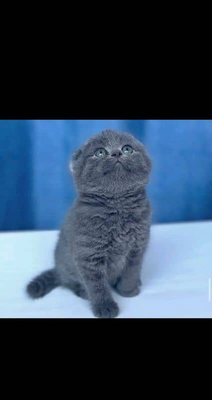Scottish fold 1