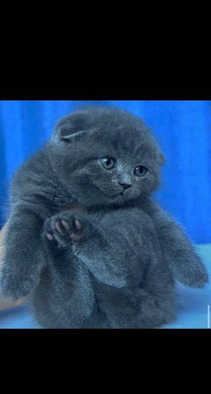 Scottish fold 2