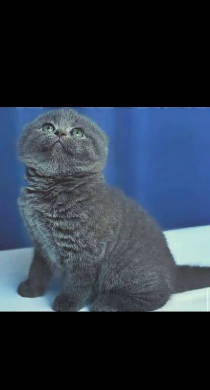 Scottish fold 3
