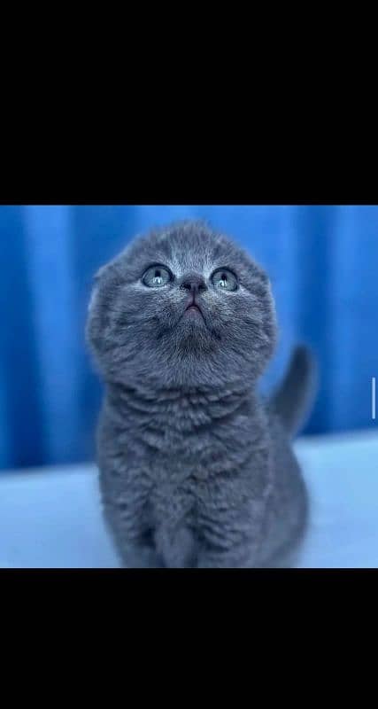 Scottish fold 4