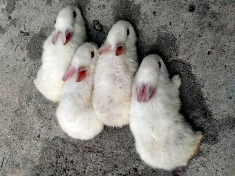Rabbits baby for sale 2