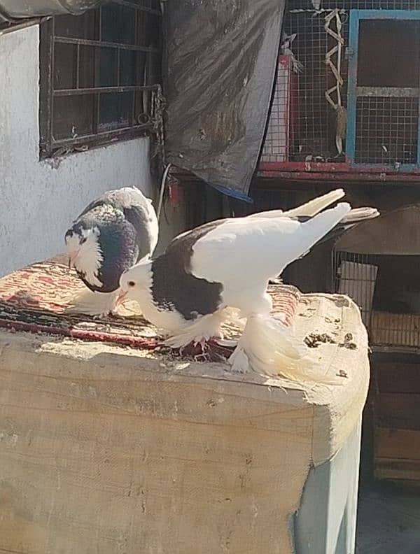 Gubbar breeder pair 1
