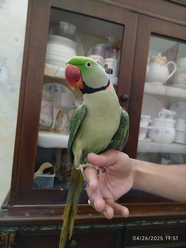 raw parrot 1