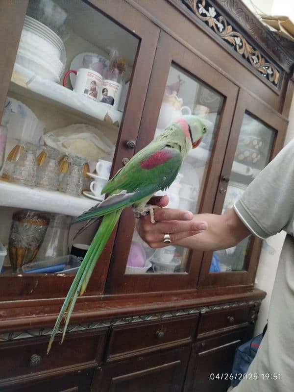 raw parrot 2