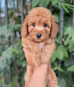 Poodle
