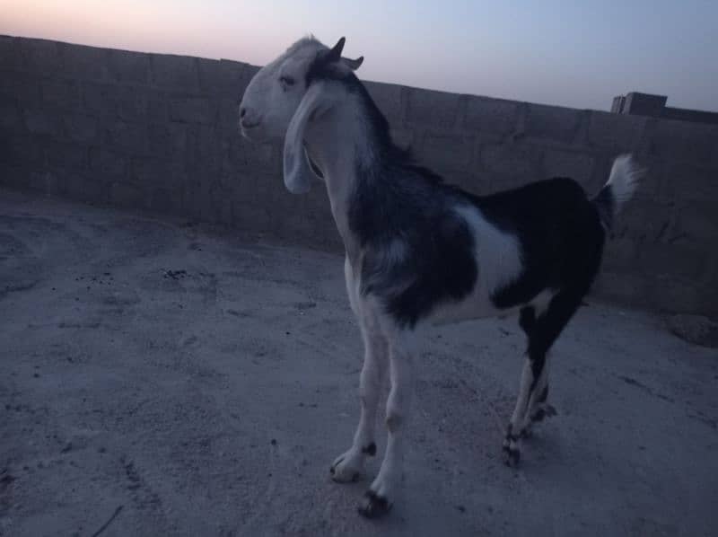 2dant khassi Bakra for sale Ghar ka Pala howa 3