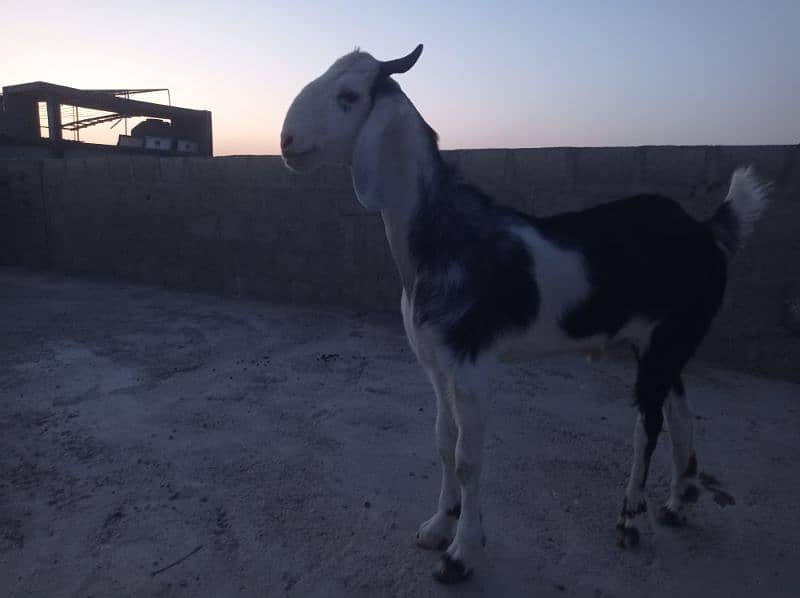 2dant khassi Bakra for sale Ghar ka Pala howa 6