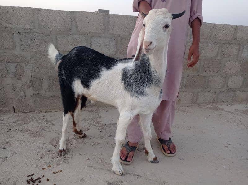 2dant khassi Bakra for sale Ghar ka Pala howa 2