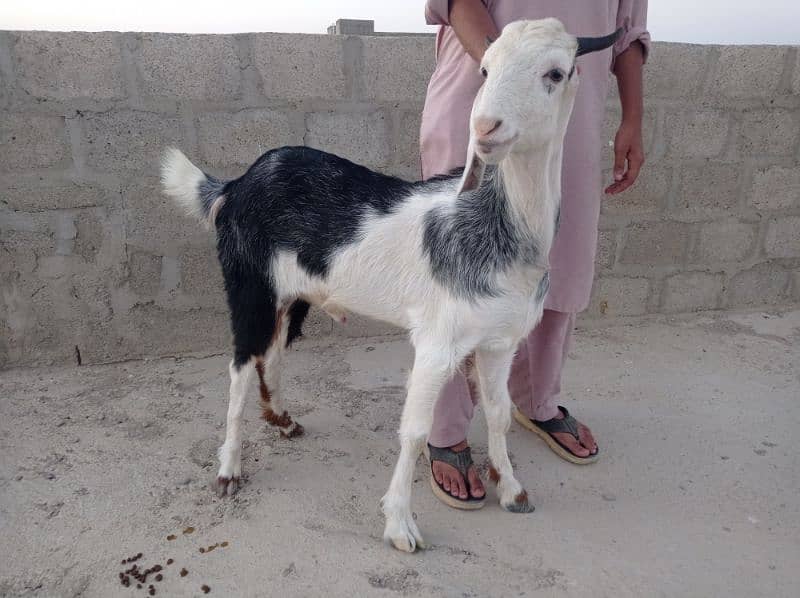2dant khassi Bakra for sale Ghar ka Pala howa 7