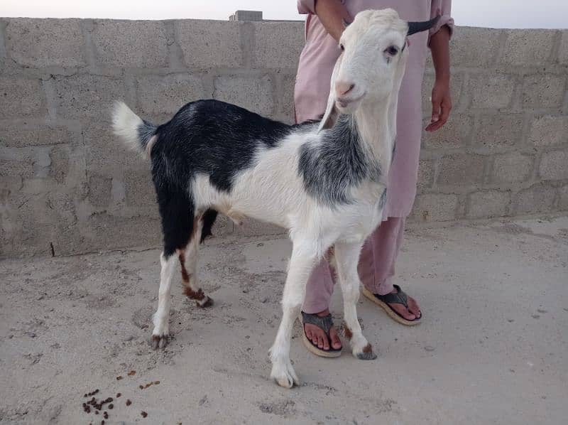 2dant khassi Bakra for sale Ghar ka Pala howa 8