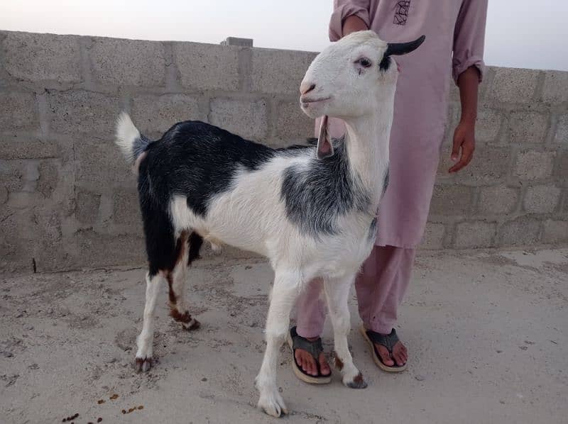 2dant khassi Bakra for sale Ghar ka Pala howa 9