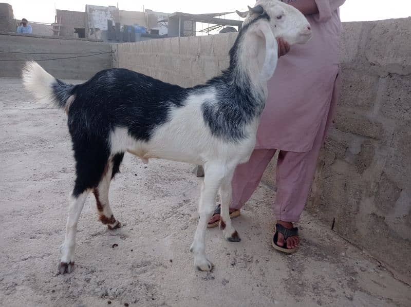2dant khassi Bakra for sale Ghar ka Pala howa 1