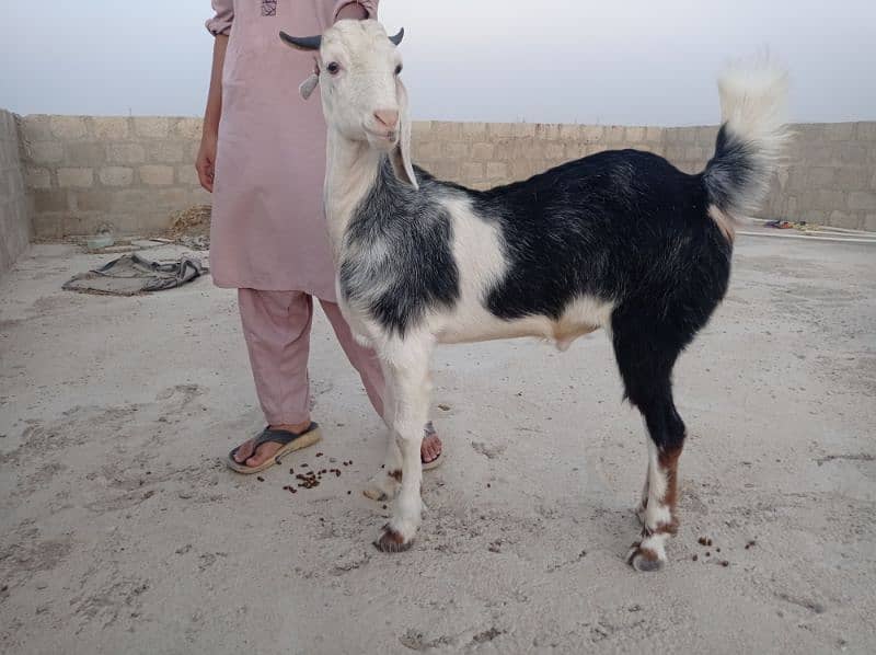 2dant khassi Bakra for sale Ghar ka Pala howa 0