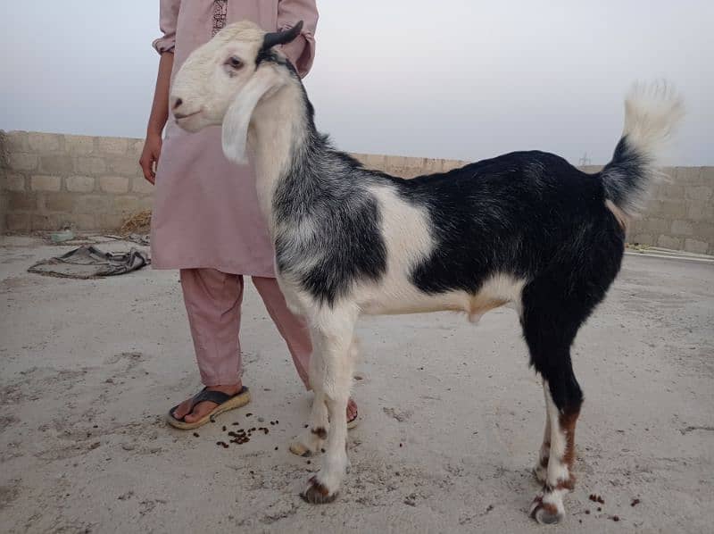 2dant khassi Bakra for sale Ghar ka Pala howa 10
