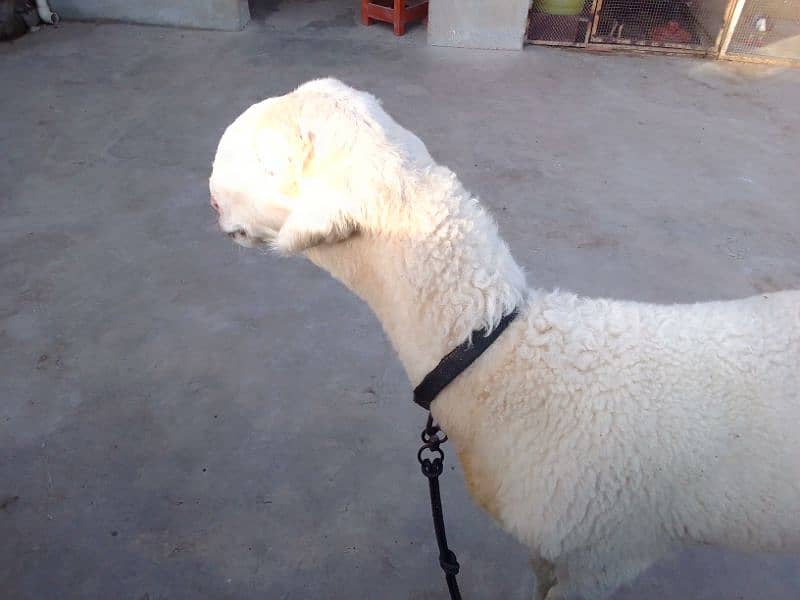 Mundra dumba pure 6 month 0