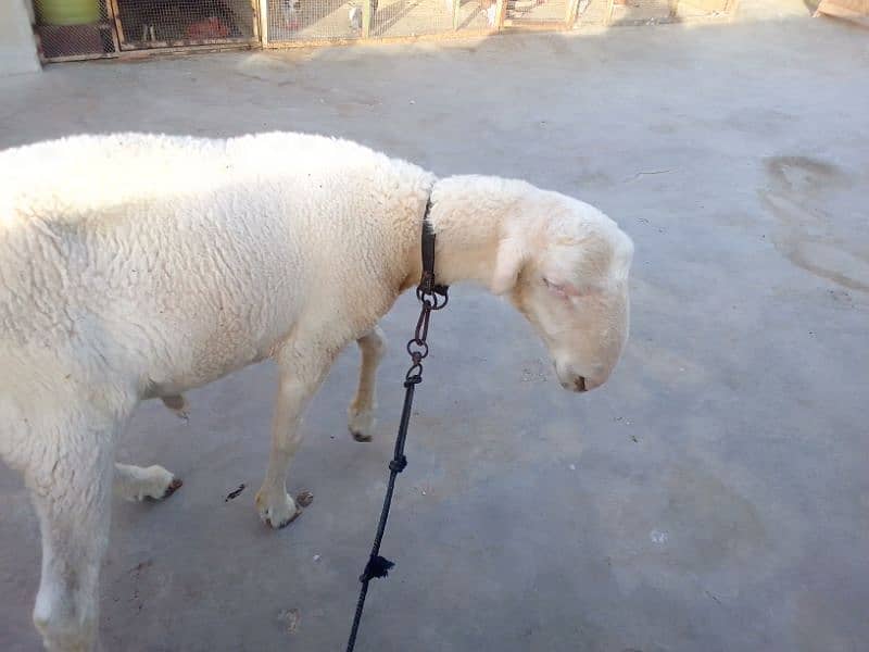 Mundra dumba pure 6 month 1