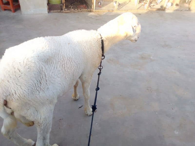 Mundra dumba pure 6 month 2