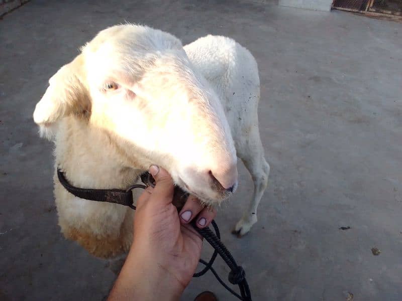 Mundra dumba pure 6 month 3