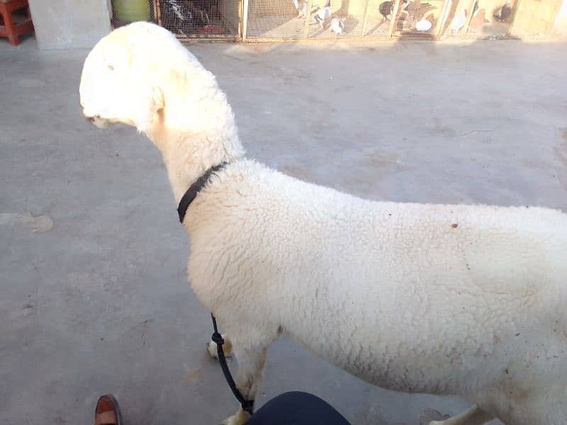 Mundra dumba pure 6 month 4