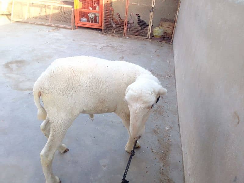 Mundra dumba pure 6 month 5