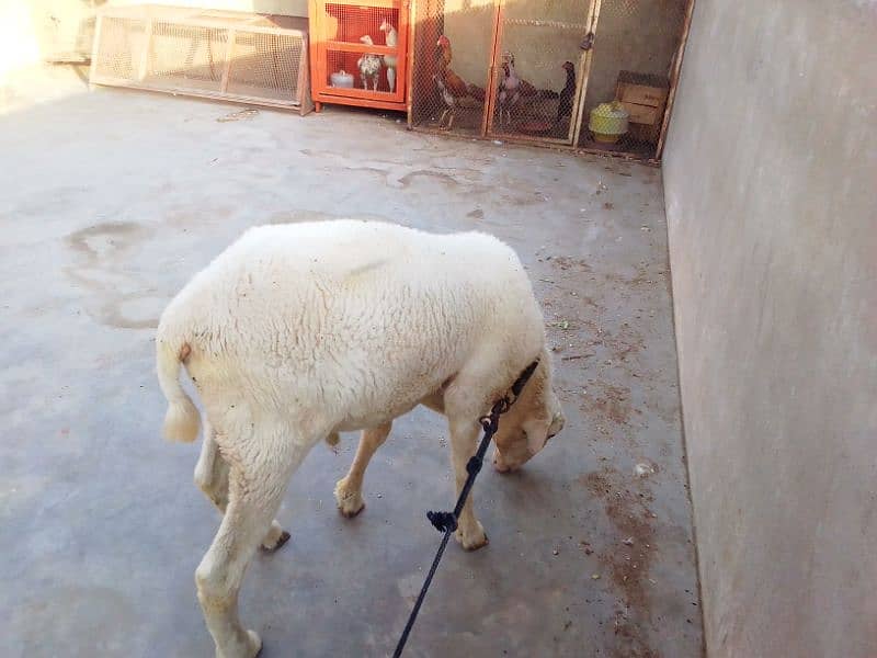 Mundra dumba pure 6 month 6