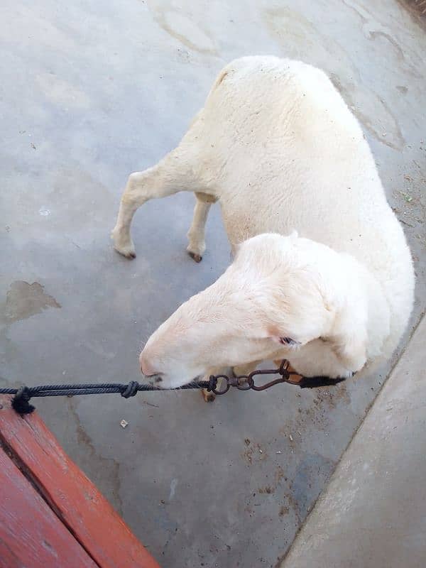 Mundra dumba pure 6 month 8