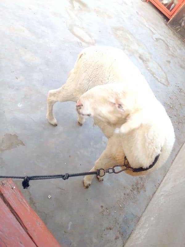 Mundra dumba pure 6 month 9