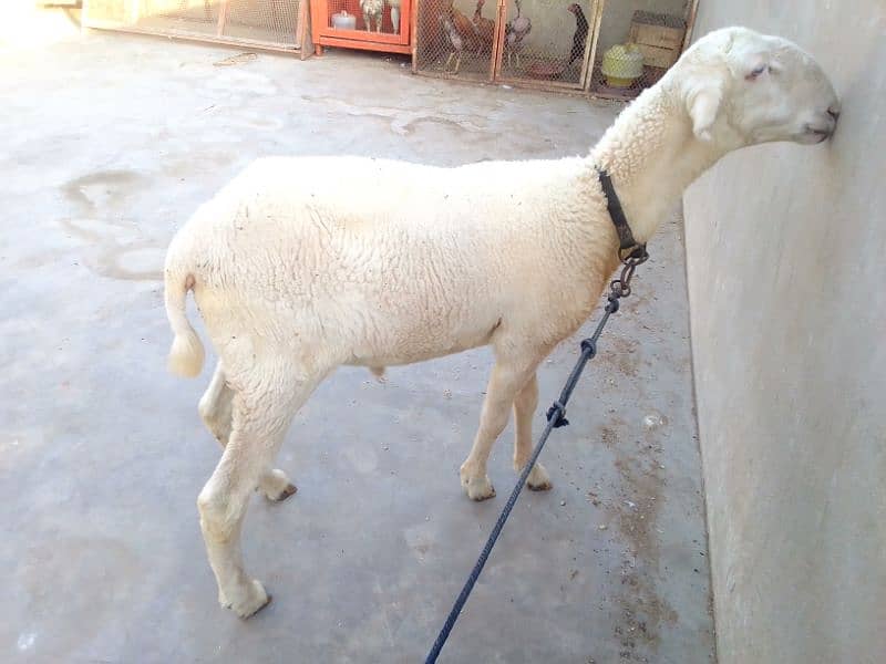 Mundra dumba pure 6 month 10