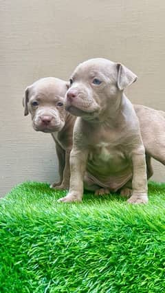 American Pitbull puppies available