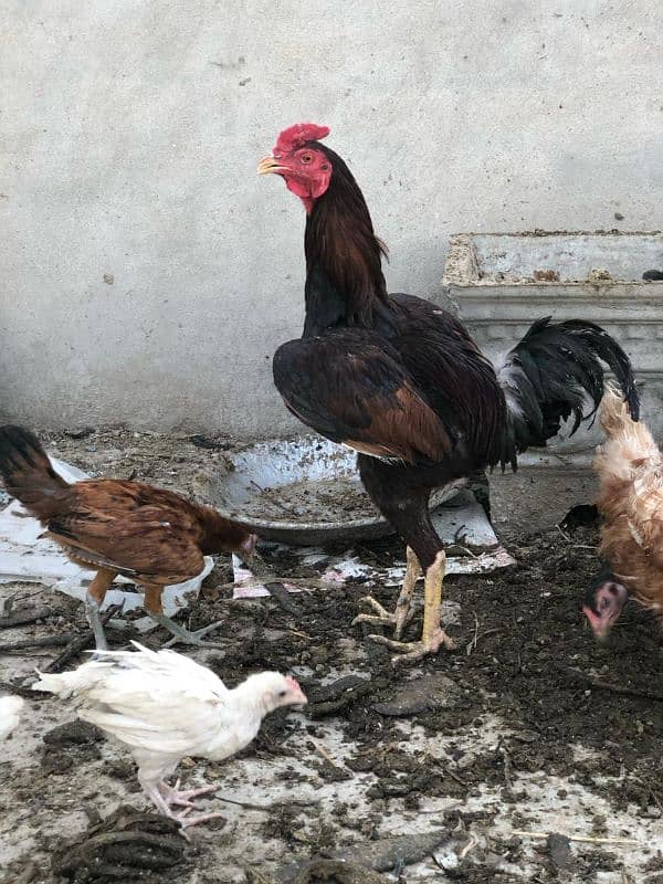 aseel murga for sale 0