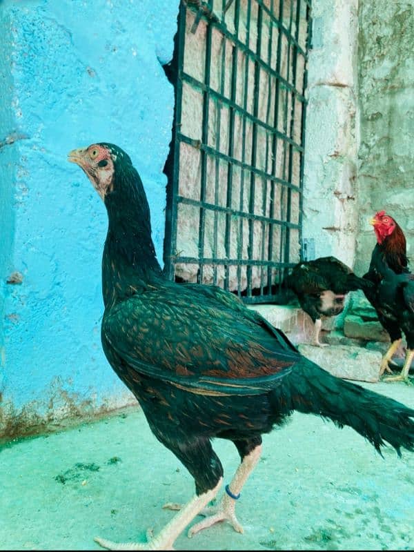 Aseel female breeders 0