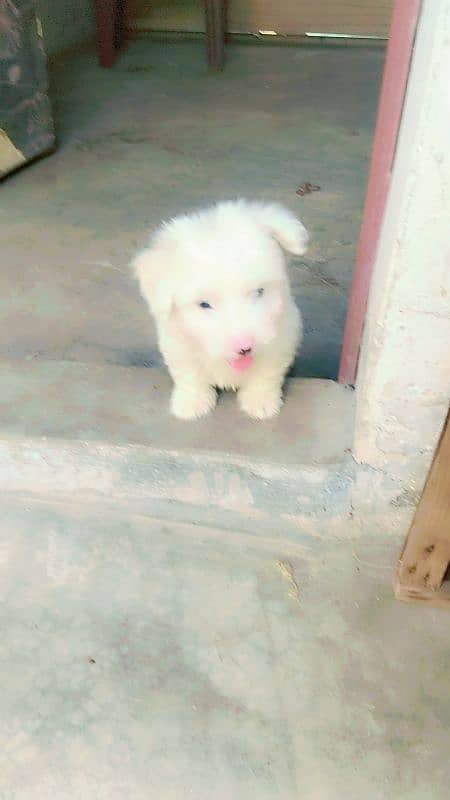 Russian Pappy Full Active And Healthy 1