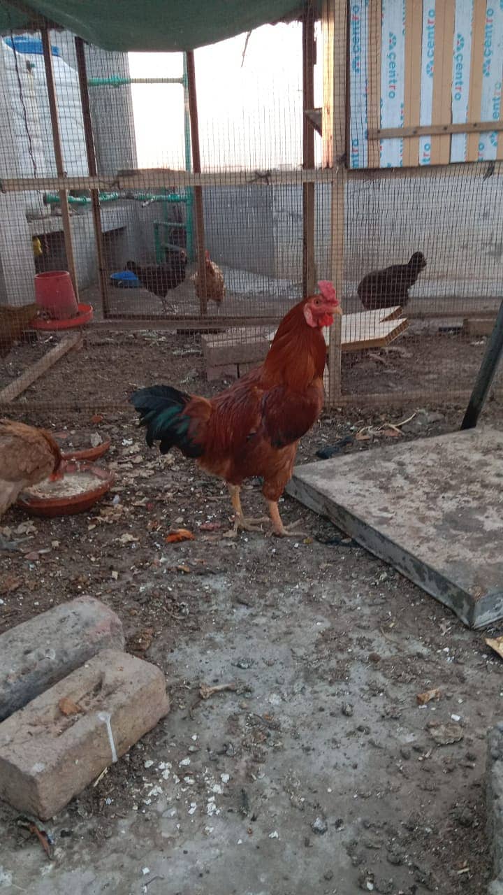 1 murgha 6 murghiyan 1
