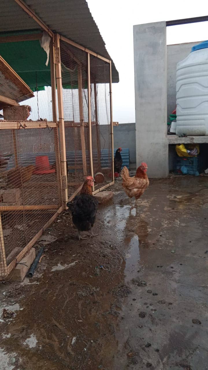 1 murgha 6 murghiyan 2