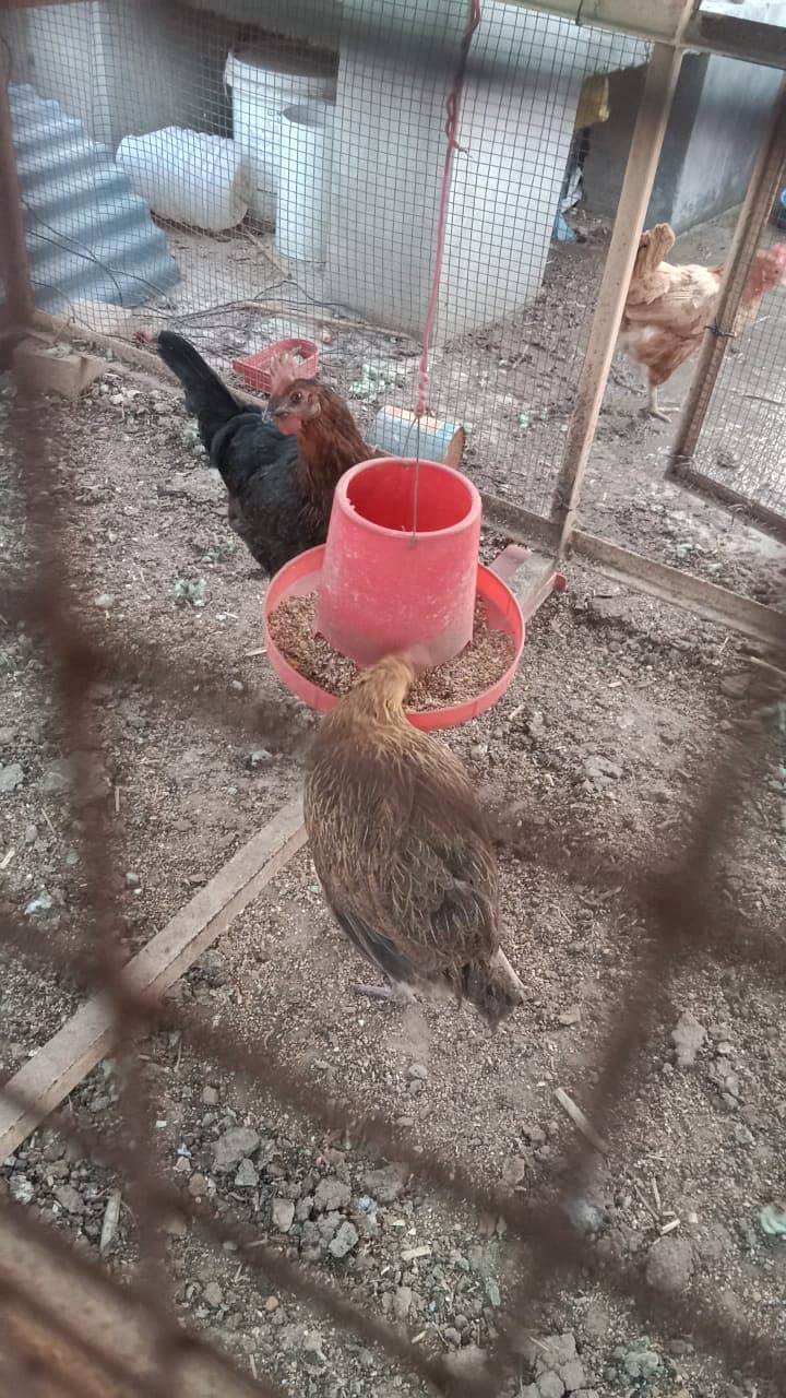 1 murgha 6 murghiyan 3