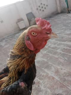 murga