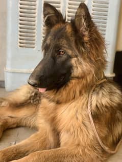 German shafhid dog