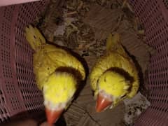 yellow