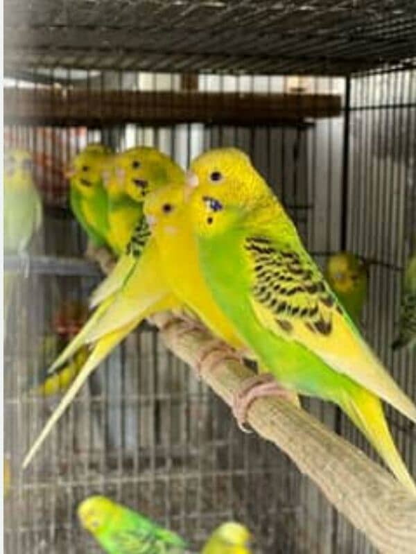 astralian parrot for sale 0