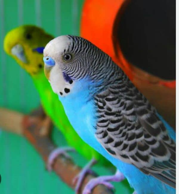 astralian parrot for sale 1