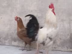 Hens