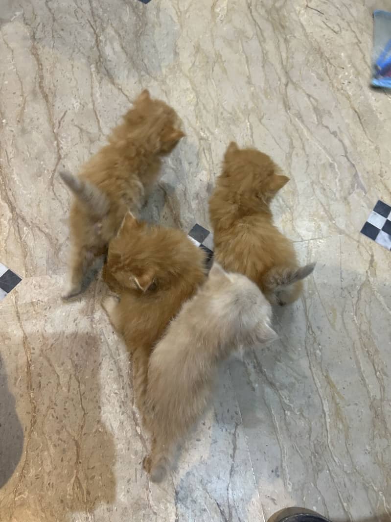 One month babies triple codes punch faces 1