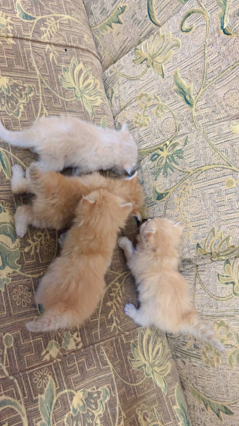 One month babies triple codes punch faces 0