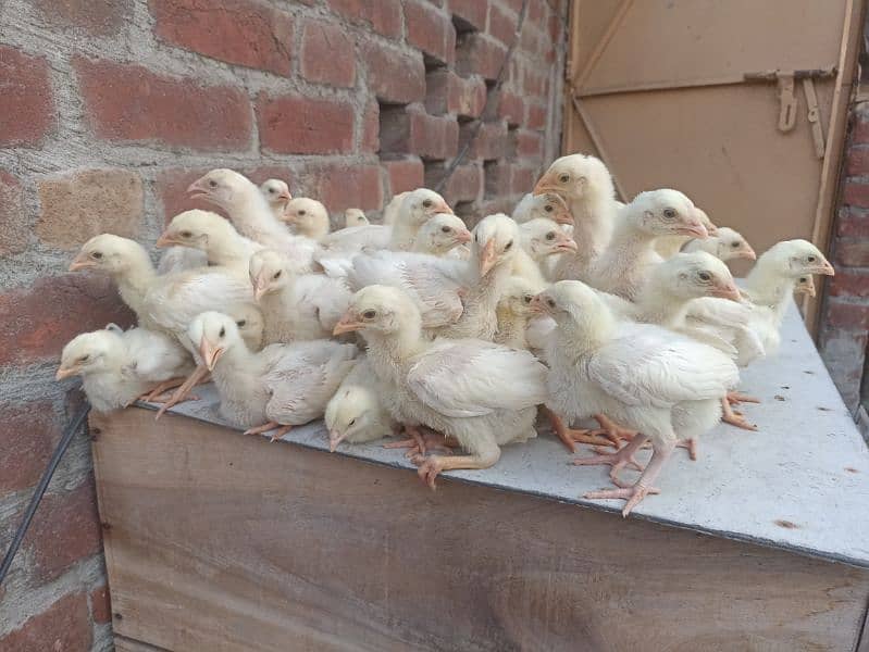Heera Aseel Quality Chicks 0