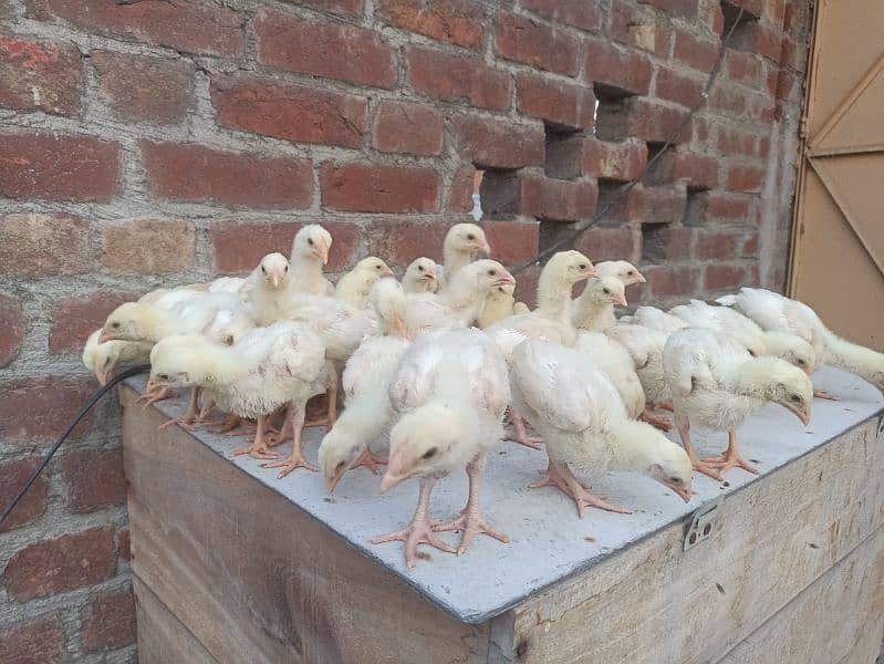 Heera Aseel Quality Chicks 2
