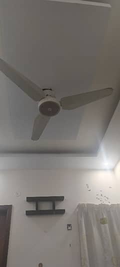 SK Fan  just 1.5 years old. Approximately l.
