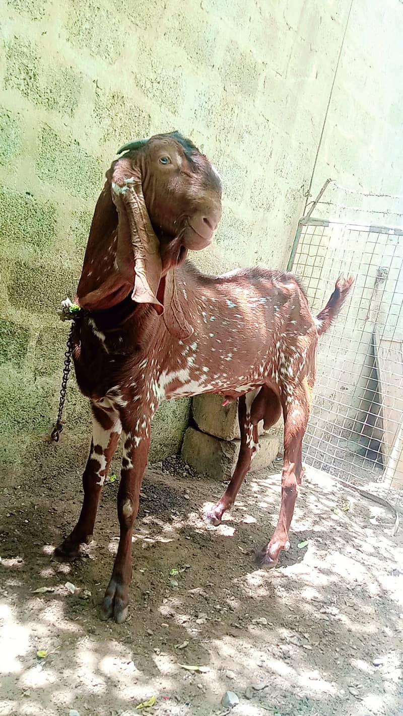 Makhi Cheena Breeder Bakra 0